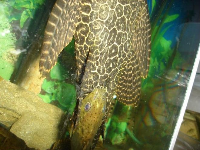 freshwater fish - glyptoperichthys gibbiceps - sailfin pleco (l-83) stocking in 70 gallons tank - pleco synodontis