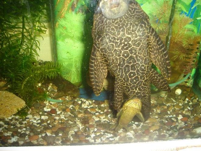freshwater fish - glyptoperichthys gibbiceps - sailfin pleco (l-83) stocking in 70 gallons tank - syndontis pleco