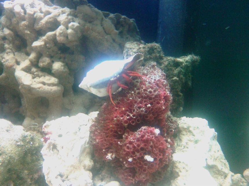 Rated #89: Corals Inverts - Paguristes Cadenati - Red Leg Hermit Crab Stocking In 40 Gallons Tank - CloseUp of Harry my red legged Hermit Crab