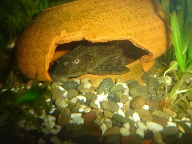 freshwater fish - glyptoperichthys gibbiceps - sailfin pleco (l-83) stocking in 70 gallons tank - pleco