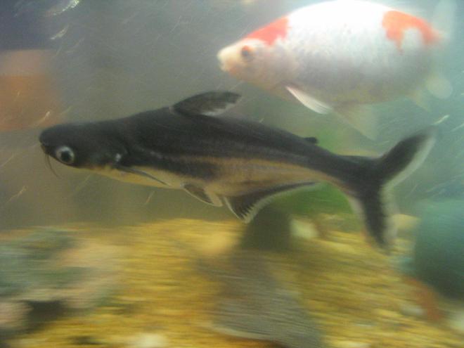freshwater fish - pangasius hypophthalmus - iridescent shark stocking in 55 gallons tank - pangasius  iridescent shark
owned for 5 years now 11 inches long (no tail fin)