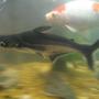 freshwater fish - pangasius hypophthalmus - iridescent shark stocking in 55 gallons tank - pangasius iridescent shark owned for 5 years now 11 inches long (no tail fin)
