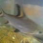 freshwater fish - balantiocheilus melanopterus - bala shark stocking in 55 gallons tank - bala shark owned 5 years