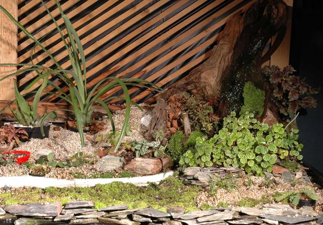 240 gallons planted tank (mostly live plants and fish) - Bog close-up right side