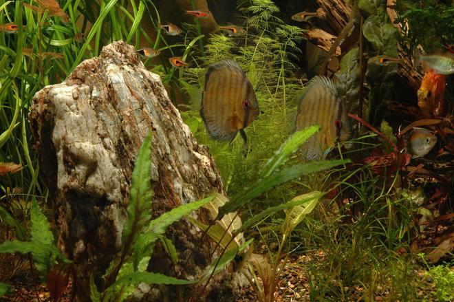 240 gallons planted tank (mostly live plants and fish) - Wild Green Discus