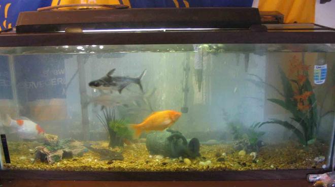 55 gallons freshwater fish tank (mostly fish and non-living decorations) - My tank 55