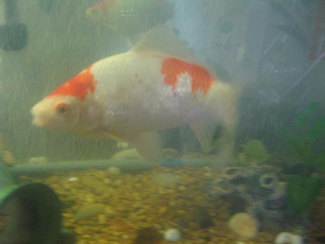 freshwater fish - carassius auratus - goldfish stocking in 55 gallons tank - whitie a very large goldfish