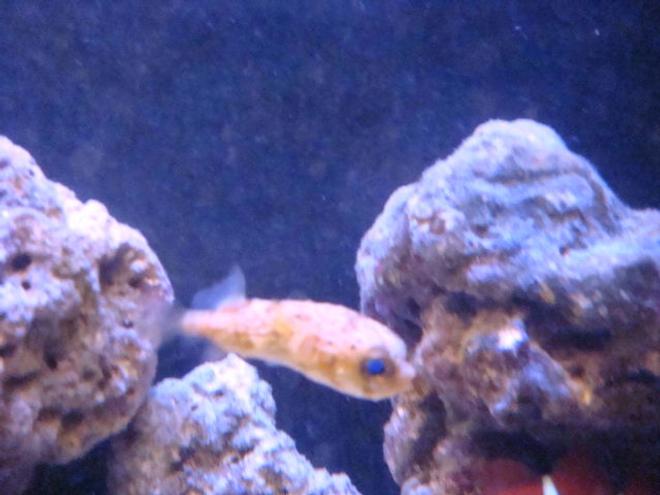 saltwater fish - diodon holocanthus - porcupine puffer stocking in 29 gallons tank - hes so gentle for being so ugly