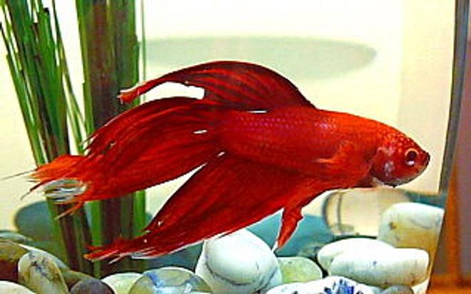 freshwater fish - betta splendens - betta - male stocking in 10 gallons tank - This was our betta before putting him in the community tank