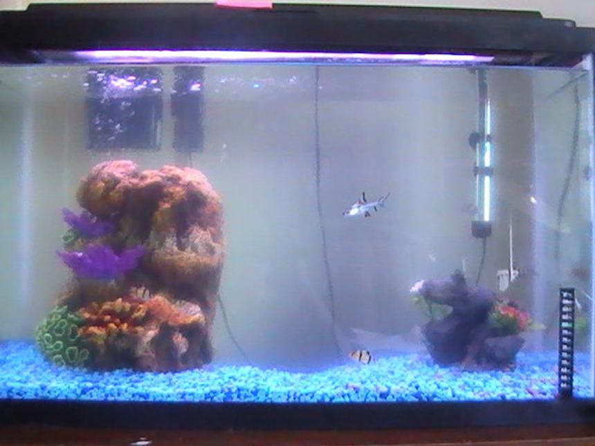 Rated #4153: 30 Gallons Freshwater Fish Tank - Full-View of Tank