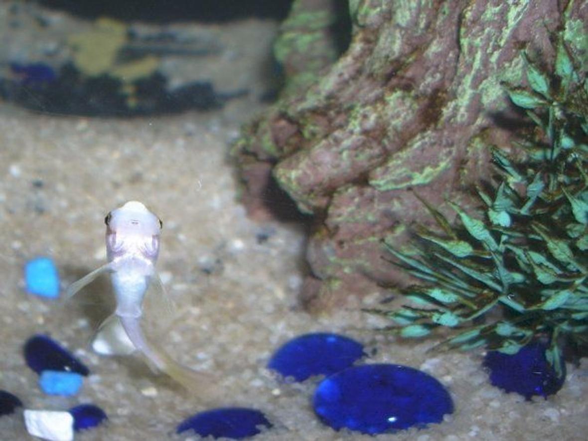 freshwater fish - gyrinocheilos aymonieri - gold algae eater stocking in 6 gallons tank - Gold Algae Eater (juvenile)