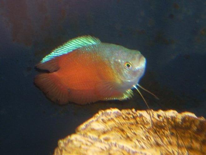 freshwater fish - colisa lalia - flame dwarf gourami stocking in 6 gallons tank - Red Dwarf