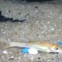 freshwater fish - gyrinocheilos aymonieri - gold algae eater stocking in 6 gallons tank - Gold Algae Eater (juvenile)