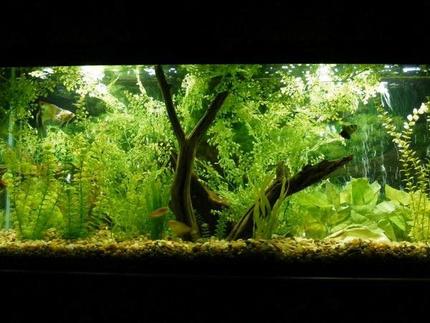 55 gallons planted tank (mostly live plants and fish) - 55 Gallon