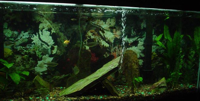 55 gallons freshwater fish tank (mostly fish and non-living decorations) - I am a beginner at decorating the fish tank.  I need some suggestions on making it look great.  Please help me.