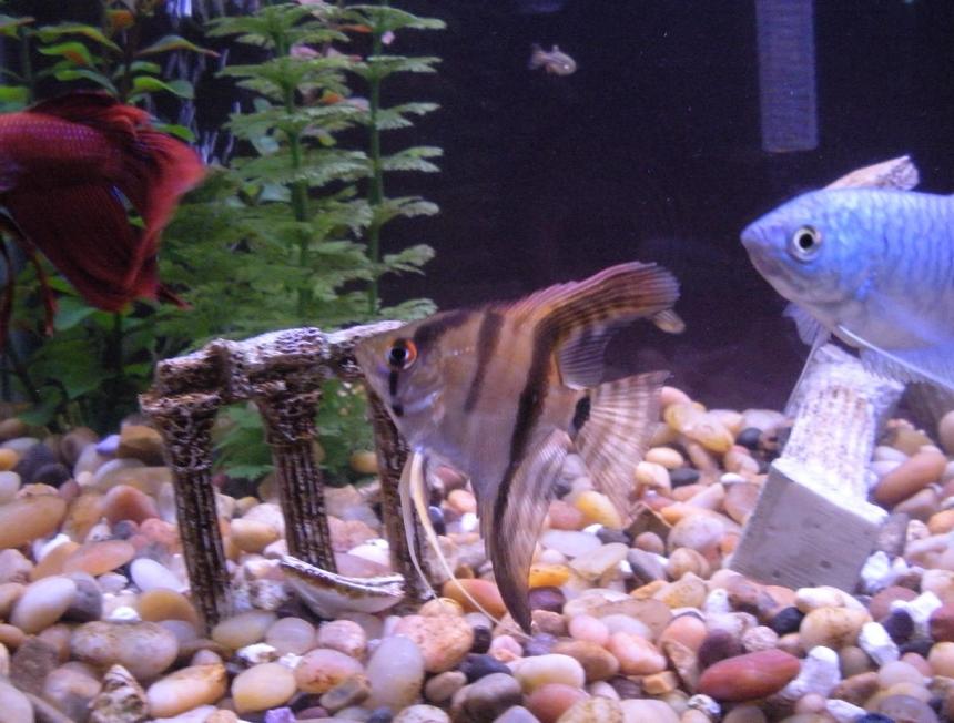 Rated #1330: Freshwater Fish - Trichogaster Trichopterus - Blue Gourami Stocking In 29 Gallons Tank - El Diablo, Gurami, the little angel fish