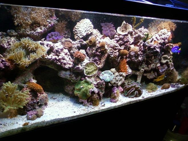 75 gallons reef tank (mostly live coral and fish) - main pic
