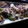75 gallons reef tank (mostly live coral and fish) - main pic