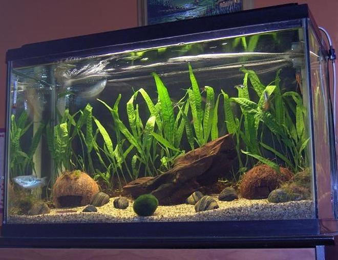 29 gallons planted tank (mostly live plants and fish)