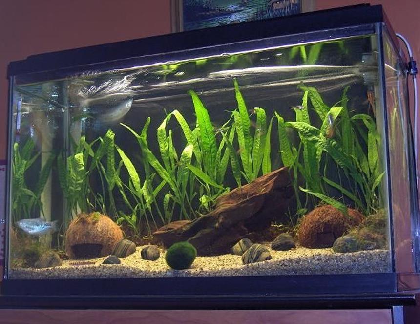 Rated #134: 29 Gallons Planted Tank