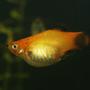 freshwater fish - xiphophorus maculatus - assorted platy stocking in 80 gallons tank - 6 month old Platy born in my tank
