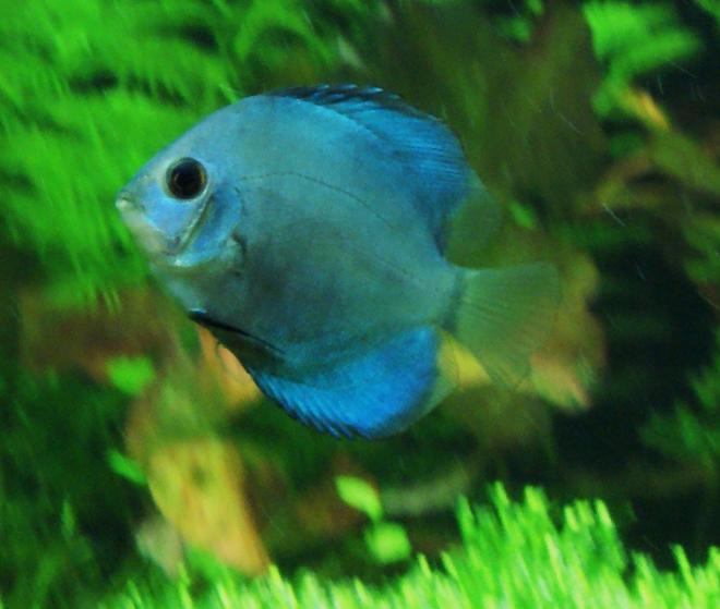 freshwater fish - symphysodon spp. - neon blue discus stocking in 80 gallons tank - gotta go!!