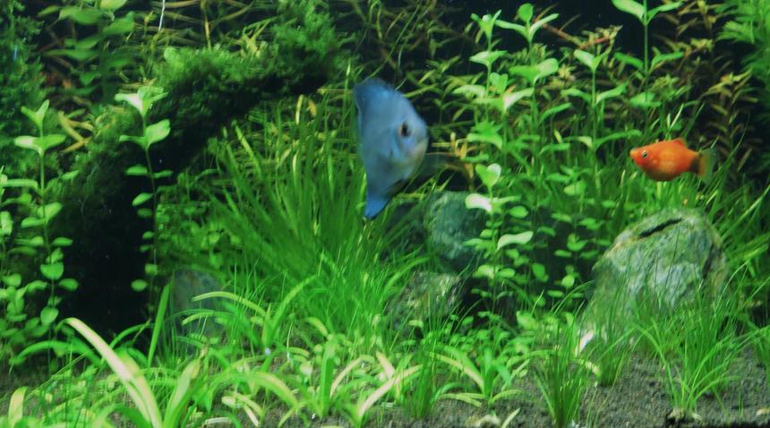 Rated #1722: Freshwater Fish - Symphysodon Spp. - Neon Blue Discus Stocking In 80 Gallons Tank - Hey! how r u?