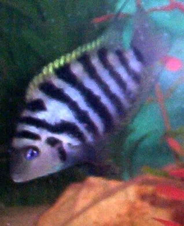 freshwater fish - archocentrus nigrofasciatus - black convict cichlid stocking in 75 gallons tank - Convict