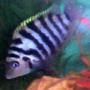 freshwater fish - archocentrus nigrofasciatus - black convict cichlid stocking in 75 gallons tank - Convict