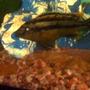 freshwater fish - melanochromis auratus - auratus cichlid stocking in 75 gallons tank - african chiclid,"Strip".He is mellow but loves chasing the catfish around when bored.