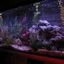 fish tank picture - 55 Gallon Aquarium