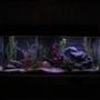 fish tank picture - 55 gallon.