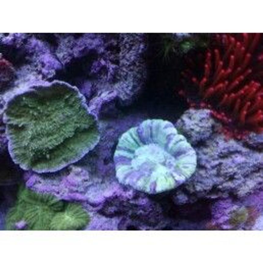 Rated #57: Corals Inverts - Montipora Capricornis - Green Apple Cap Coral Stocking In 75 Gallons Tank - open brain, and green monty