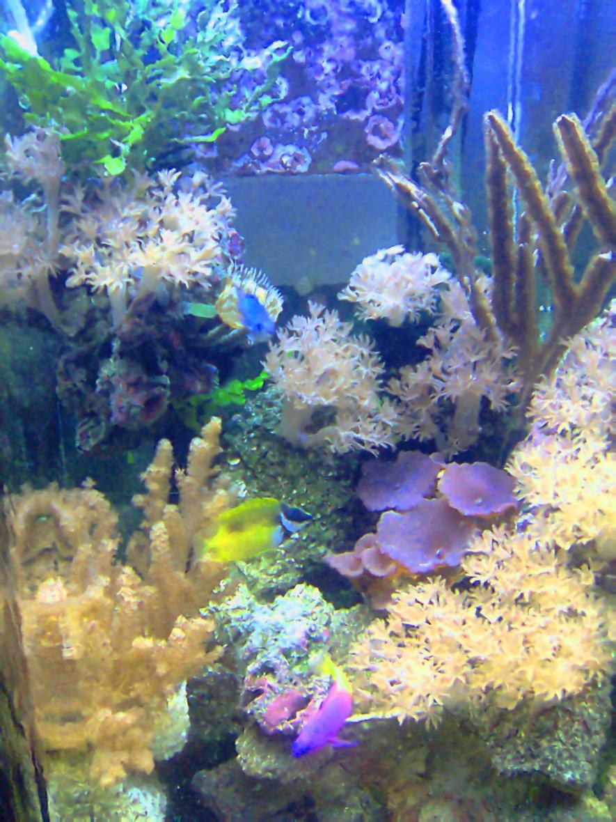 Rated #88: Corals Inverts - Actinodiscus Sp. - Blue Mushroom Stocking In 35 Gallons Tank - my magnificent reef showcase