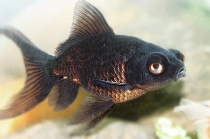 freshwater fish - carassius auratus - black moor goldfish stocking in 72 gallons tank - baby black moor