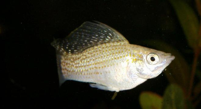 freshwater fish - poecilia velifera - platinum lyretail molly stocking in 90 gallons tank - Molly 
this fish likes the camera im serious when trying to get photos of the other fish he makes sure hes always in shot