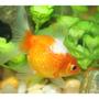 freshwater fish - carassius auratus - crown pearlscale goldfish stocking in 72 gallons tank - pearl scale