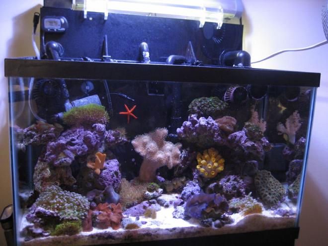 75 gallons reef tank (mostly live coral and fish) - 10 Gallon nano reef.