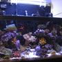 75 gallons reef tank (mostly live coral and fish) - 10 Gallon nano reef.