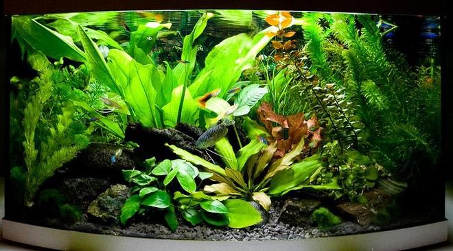 13 gallons planted tank (mostly live plants and fish) - my 60l tank