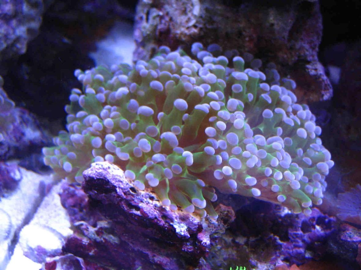 corals inverts - euphyllia paradivisa - frogspawn coral stocking in 75 gallons tank - frogspawn coral