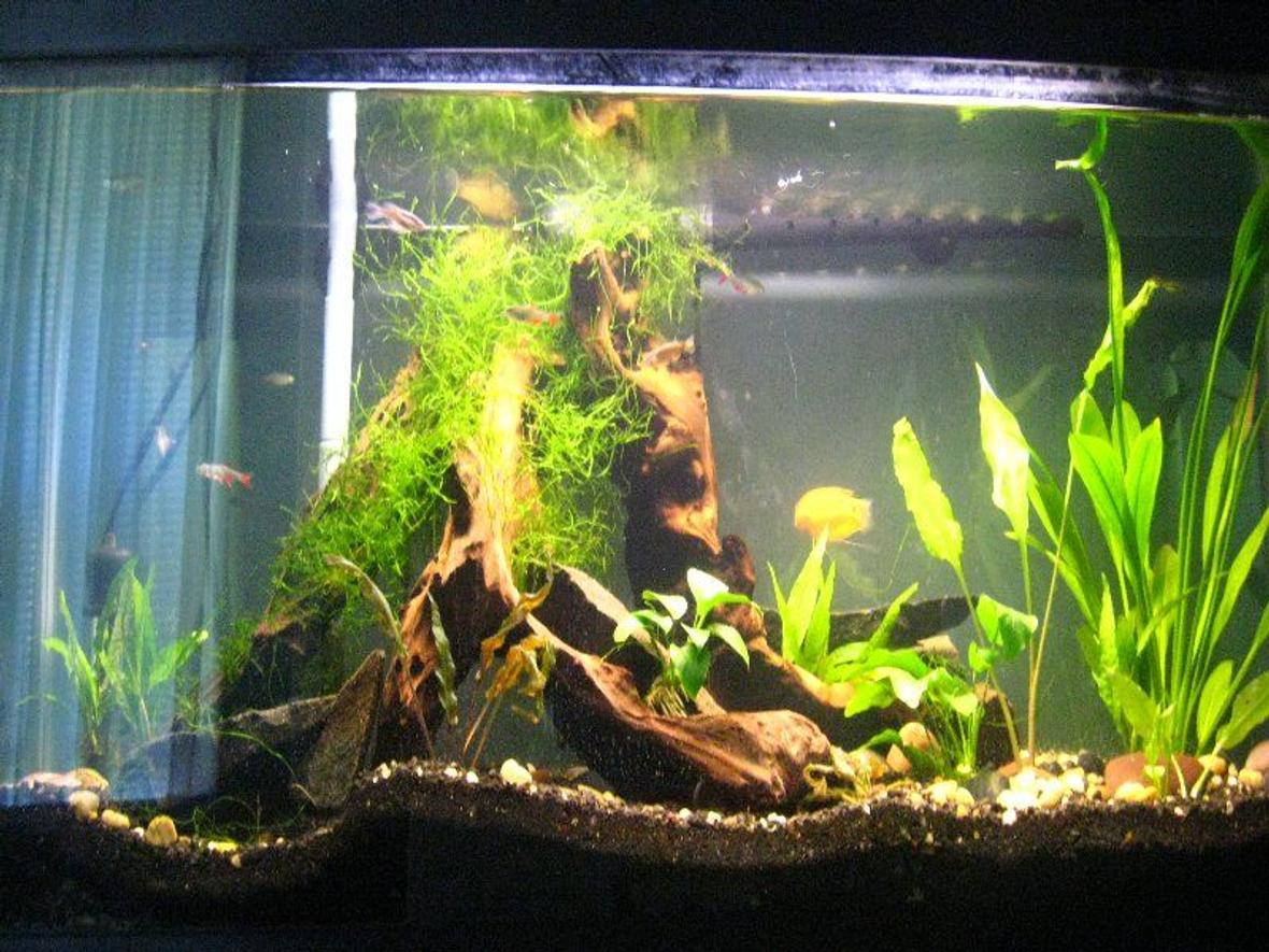 30 gallons planted tank (mostly live plants and fish) - 30 gallon with amazon swords and Cryptocoryne wendtii "Brown", jave moss, java fern, malysian driftwood, anubius nana fish: 6 bloodfin tetras, 2 peppered corys, 2 chinese algea eaters, 2 zebra dianos, 1 conchu's blue tetras, 1 african dwarf frog, pair gold gourami m&f,1 yoyo loach, 2 long fin leapord danios