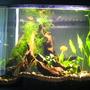 30 gallons planted tank (mostly live plants and fish) - 30 gallon with amazon swords and Cryptocoryne wendtii "Brown", jave moss, java fern, malysian driftwood, anubius nana fish: 6 bloodfin tetras, 2 peppered corys, 2 chinese algea eaters, 2 zebra dianos, 1 conchu's blue tetras, 1 african dwarf frog, pair gold gourami m&f,1 yoyo loach, 2 long fin leapord danios