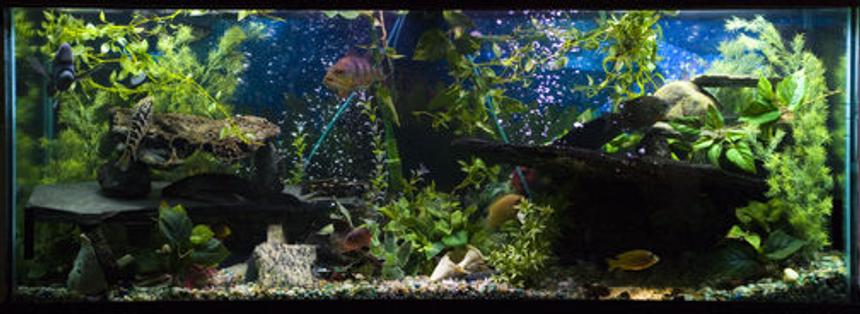 Rated #88: 150 Gallons Planted Tank - 150 Gallon Freshwater Aquarium