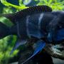 freshwater fish - cyphotilapia frontosa - frontosa cichlid stocking in 150 gallons tank - Frontosa