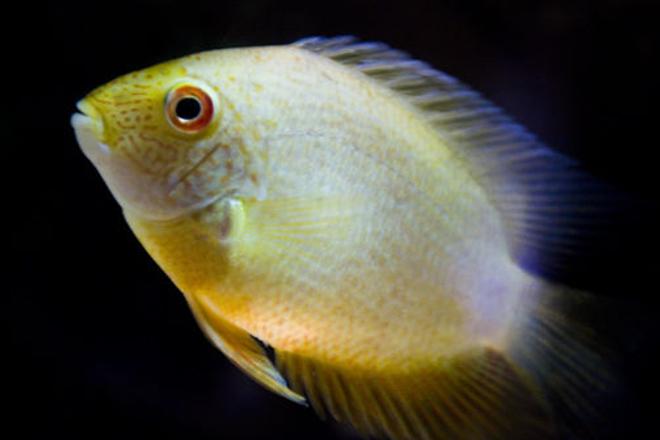 freshwater fish - heros serverus - green severum stocking in 150 gallons tank - Green Severum