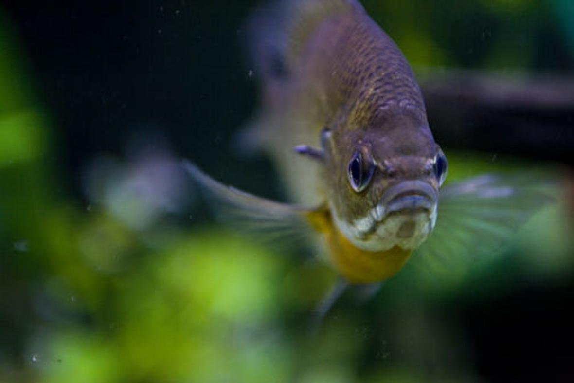 freshwater fish - lepomis macrochirus - bluegill stocking in 150 gallons tank - Blue- gill