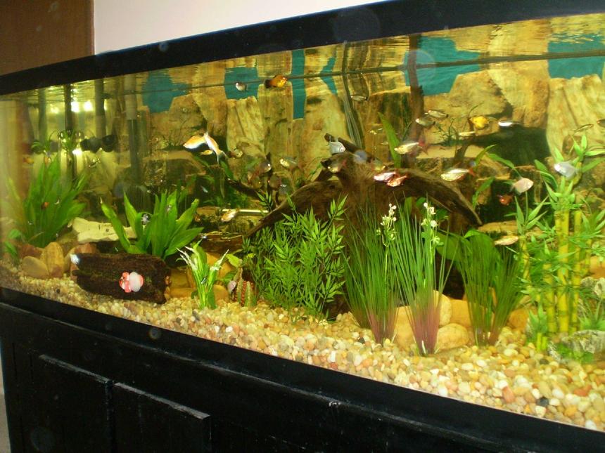 Rated #93: 125 Gallons Freshwater Fish Tank - 125 gallon