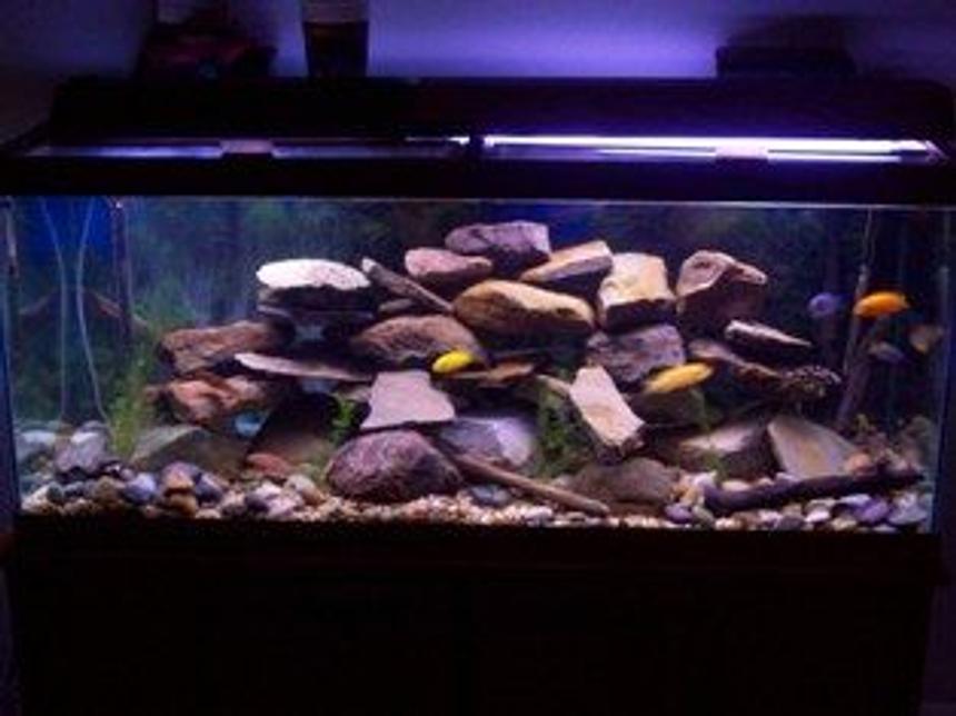 Rated #1226: 75 Gallons Freshwater Fish Tank - 75 gallon malawi cichlid tank