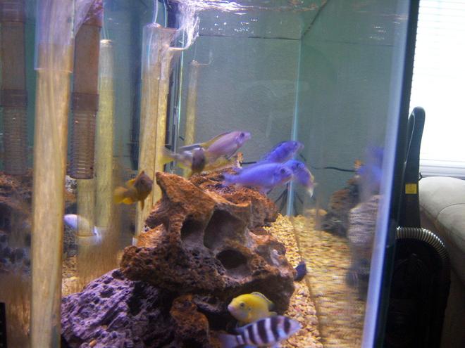55 gallons freshwater fish tank (mostly fish and non-living decorations) - side view